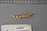 Click for 1 image(s) for this accession. Spike